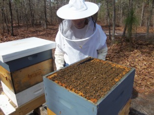Bees in March