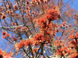 2015-04-12_16_31_55_male_red_maple_flowers_on_bayberry_road_in_ewing_new_jersey